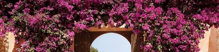 Buganvilla