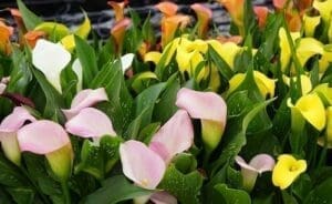 Calas - flores para regalar