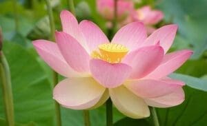 Flor-de-loto-flores-para-regalar