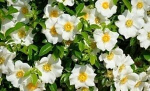 Gardenias - flores para regalar
