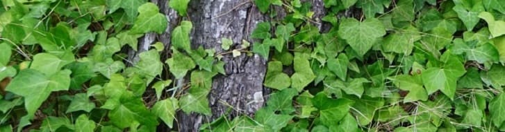 Hiedra, planta trepadora