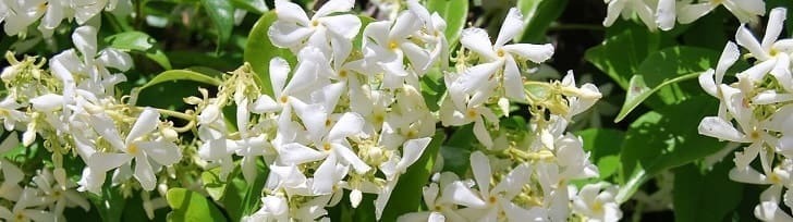 Jazmín, Planta enredadora