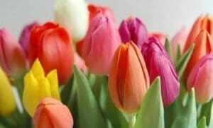 Tulipanes  - flores para regalar