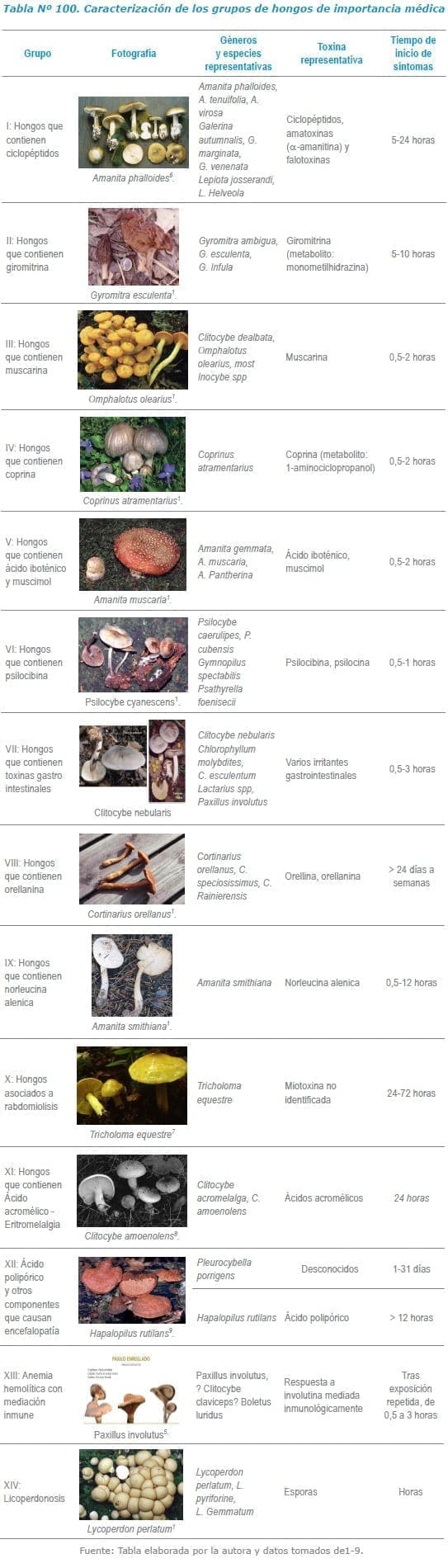 Caracterización de los grupos de hongos de importancia médica