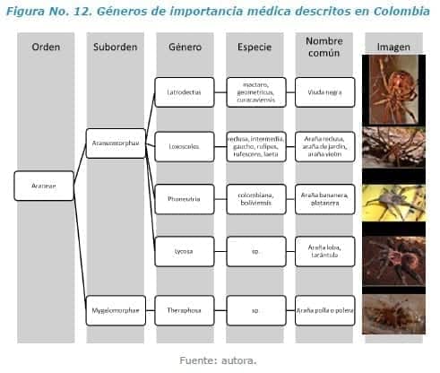 Géneros de importancia médica descritos en Colombia Géneros de importancia médica descritos en Colombia