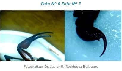 Quela (pinza) delgada y Telson (aguijón)