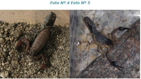 Tityus sp. y Centruroides sp