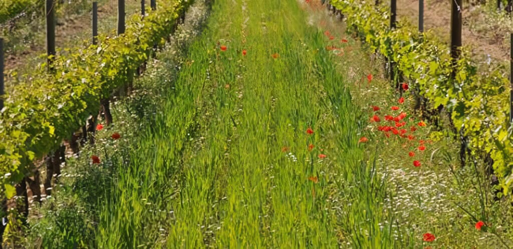 Abono verde