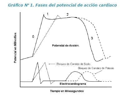 Uso de Vasopresores en el Paciente Intoxicado Fases del potencial de acción cardíaco