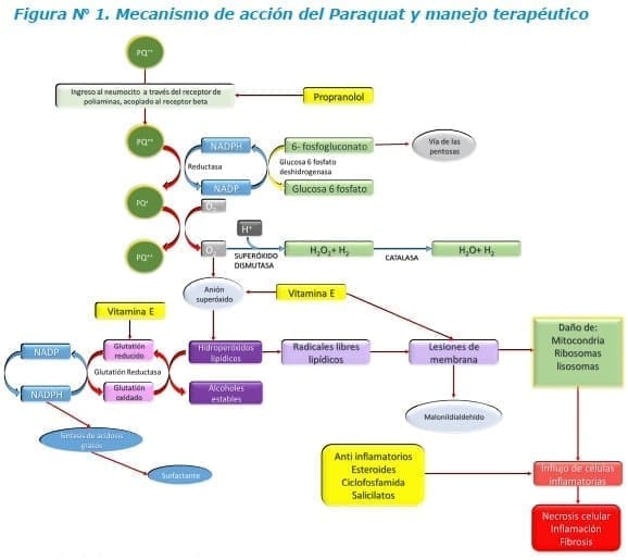 Mecanismo de acción del Paraquat y manejo terapéutico Mecanismo de acción del Paraquat y manejo terapéutico