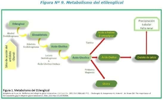 Metabolismo del etilenglicol Metabolismo del etilenglicol