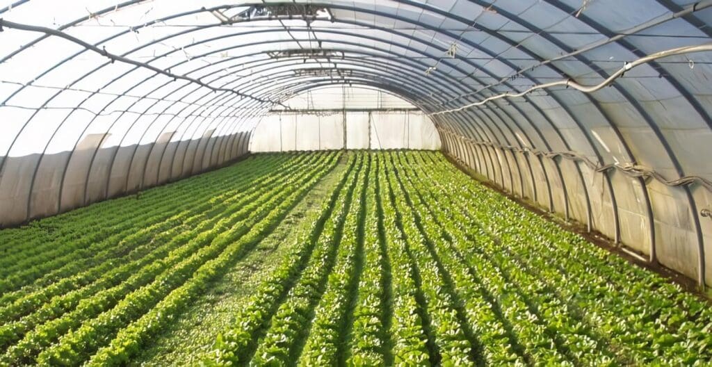 Horticultura