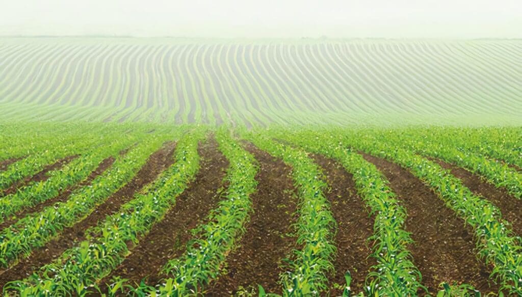 Monocultivo