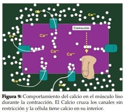 Comportamiento del calcio en el músculo liso durante la contracción Comportamiento del calcio en el músculo liso durante la contracción
