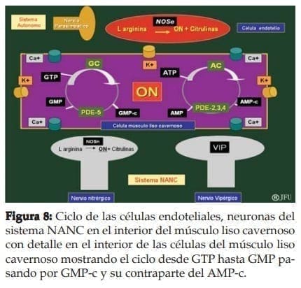 Ciclo de las células endoteliales, neuronas del sistema NANC Ciclo de las células endoteliales, neuronas del sistema NANC