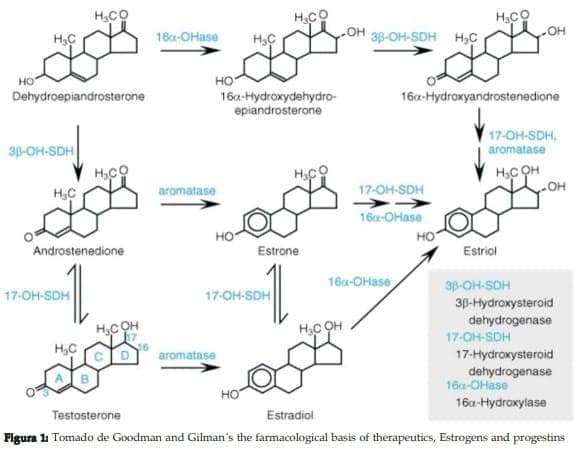 El ovario es capaz de convertir acetato en colesterol y luego en otros esteroides El ovario es capaz de convertir acetato en colesterol y luego en otros esteroides