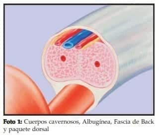 Cuerpos cavernosos, Albugínea, Fascia de Back y paquete dorsal