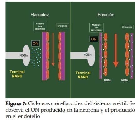 Ciclo erección-flaccidez del sistema eréctil  Ciclo erección-flaccidez del sistema eréctil