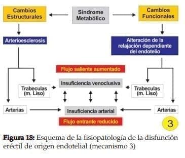 Fisiopatología de la disfunción eréctil de origen endotelial  Fisiopatología de la disfunción eréctil de origen endotelial