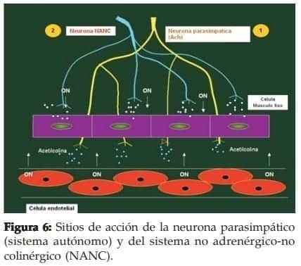 Sitios de acción de la neurona parasimpático Sitios de acción de la neurona parasimpático