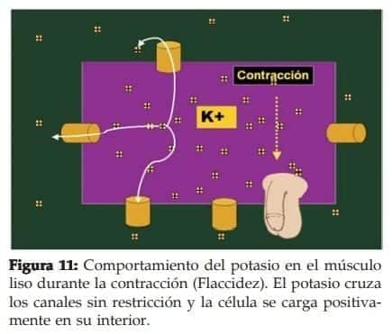 Potasio en el músculo liso durante la contracción  Potasio en el músculo liso durante la contracción