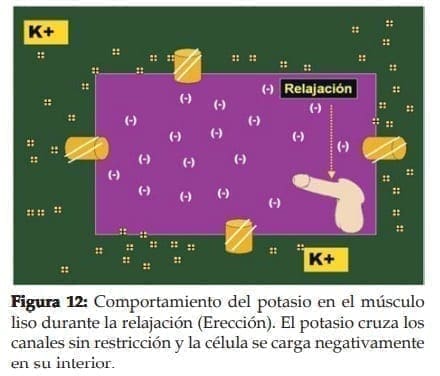 Comportamiento del potasio en el músculo liso durante la relajación (Erección) Comportamiento del potasio en el músculo liso durante la relajación (Erección)