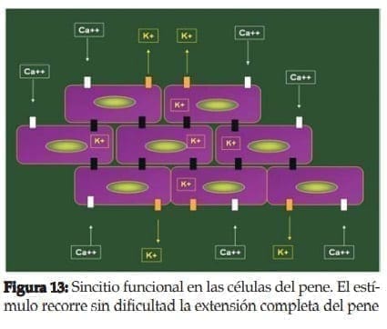 Sincitio funcional en las células del pene Sincitio funcional en las células del pene