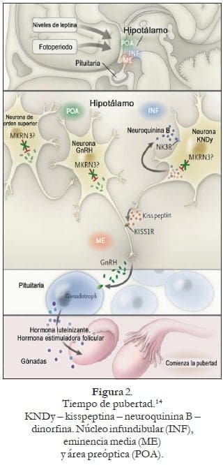 Tiempo de pubertad Tiempo de pubertad