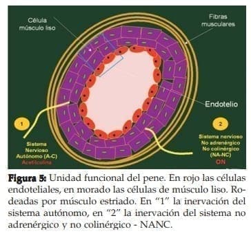 Unidad funcional del pene Unidad funcional del pene