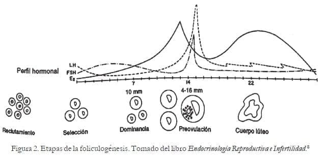 Etapas de la foliculogénesis