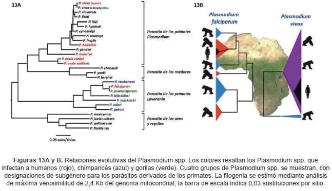 Relaciones evolutivas del Plasmodium spp Relaciones evolutivas del Plasmodium spp