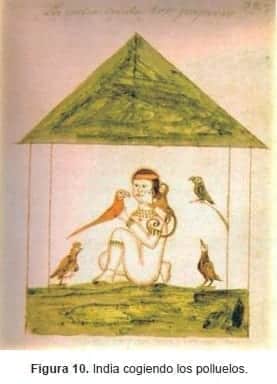 India cogiendo los polluelos India cogiendo los polluelos