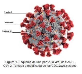 Partícula viral de SARSCoV- 2 Partícula viral de SARSCoV- 2