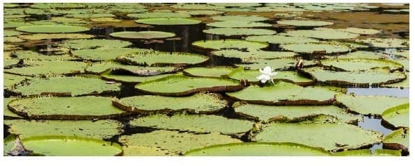 Servicios ecosistémicos