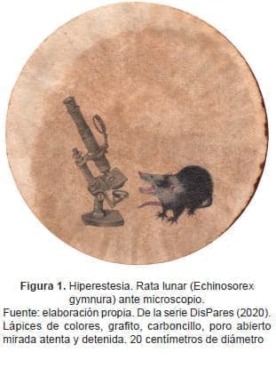 Hiperestesia. Rata lunar (Echinosorex gymnura) ante microscopio. Hiperestesia. Rata lunar (Echinosorex gymnura) ante microscopio.