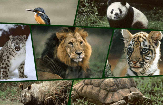 Especie en Peligro de Extinción