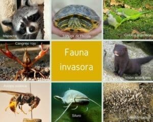 Especie invasora ejemplos