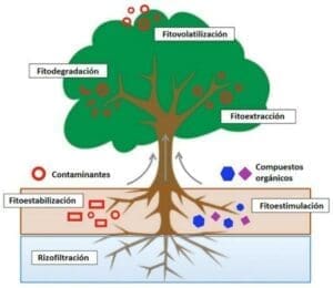 Fitorremediación diagrama