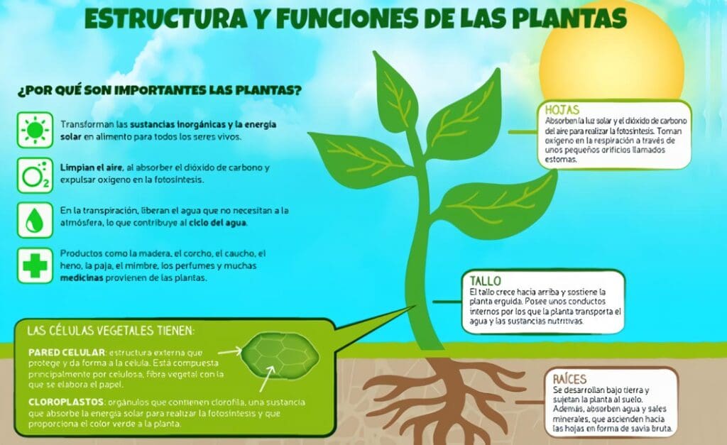 Funciones de las Plantas