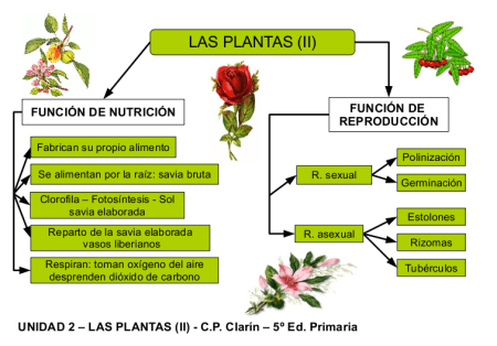 Esquema de Funciones de las Plantas