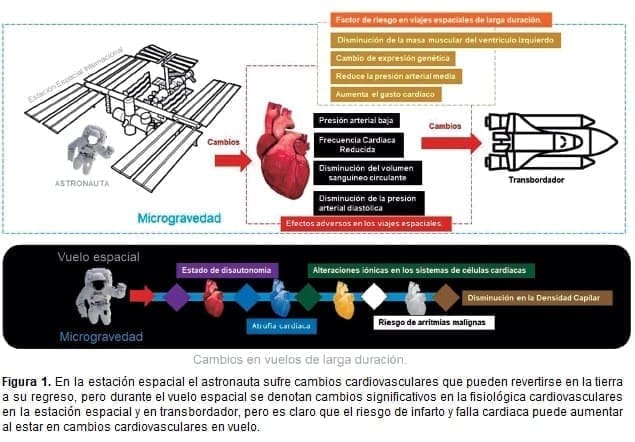 En la estación espacial el astronauta sufre cambios cardiovasculares En la estación espacial el astronauta sufre cambios cardiovasculares