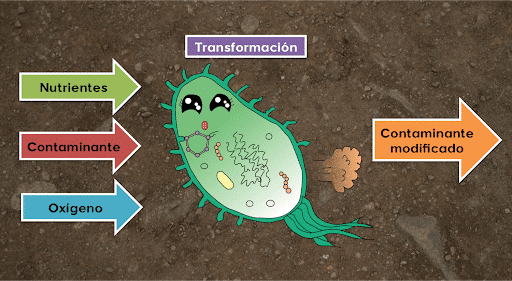 Biorremediación explicacion