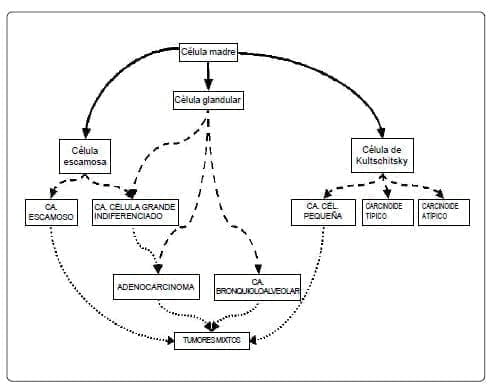 Carcinomas del pulmón Carcinomas del pulmón