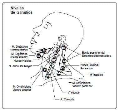 Carcinoma de Lengua - Niveles de Ganglios Carcinoma de Lengua - Niveles de Ganglios