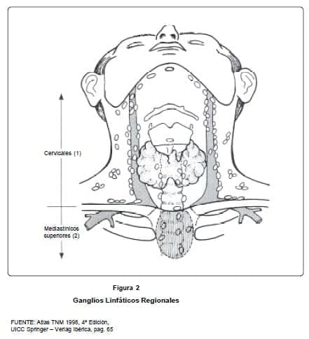 Ganglios Linfáticos Regionales Ganglios Linfáticos Regionales