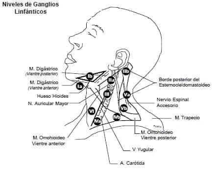 Niveles de Ganglios Linfánticos Niveles de Ganglios Linfánticos