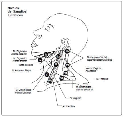 Niveles de Ganglios Linfáticos Niveles de Ganglios Linfáticos