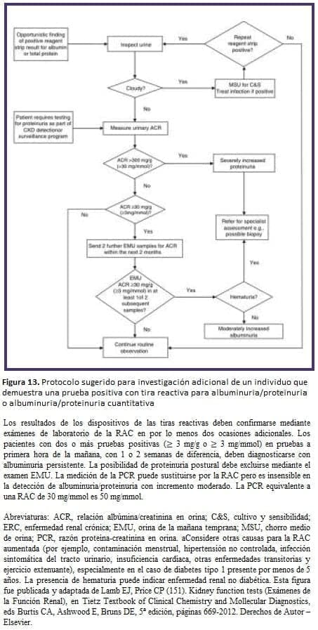 ERC - albuminuria/proteinuria ERC - albuminuria/proteinuria