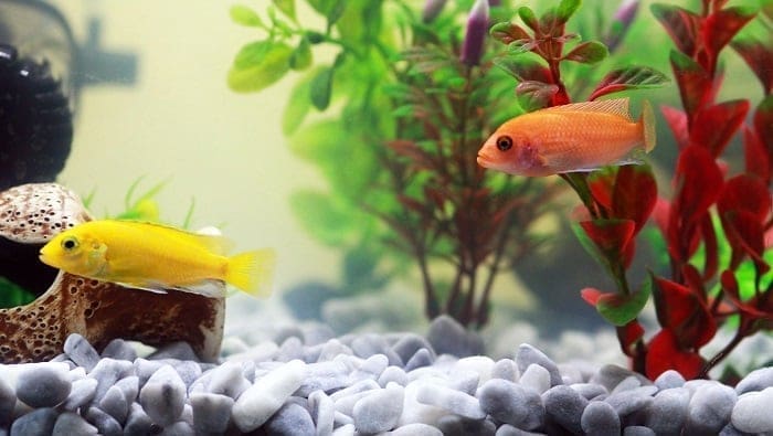 Feng Shui en peces