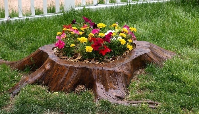 Las plantas y el feng shui